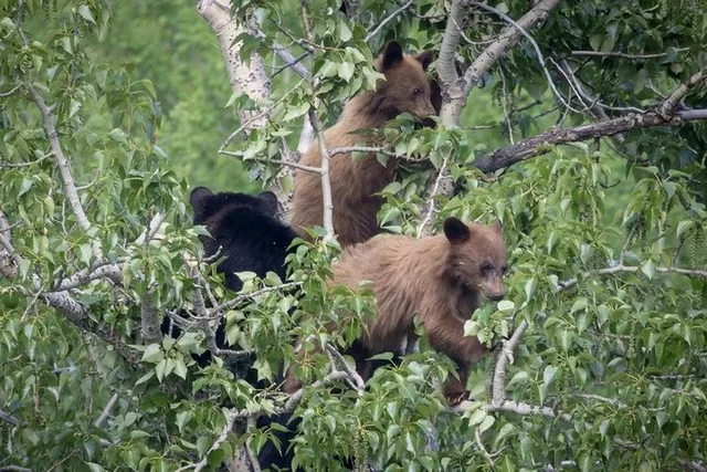 Grand Teton National Park Private Tour - Image 1
