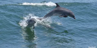 Cape May Dolphin and Bird Watching Cruise 2 hr