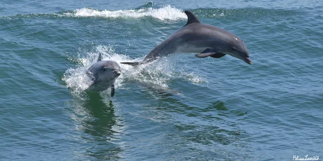 Cape May Dolphin and Bird Watching Cruise 2 hr - Image 1
