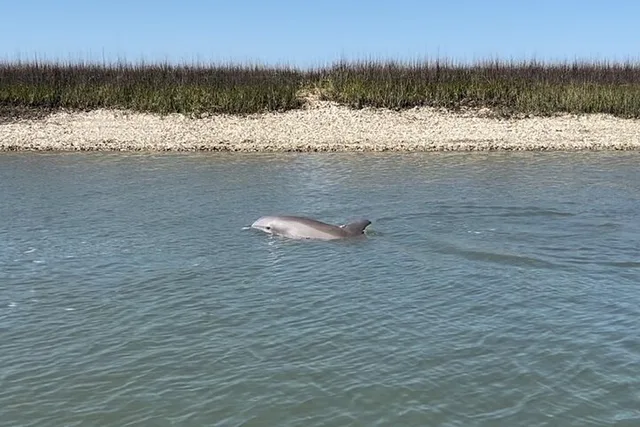 Charleston Dolphin Cruise and Shelling Trip - Image 2