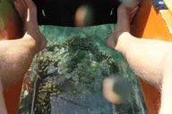 Maui Clear Bottom Kayak Rental thumbnail 4