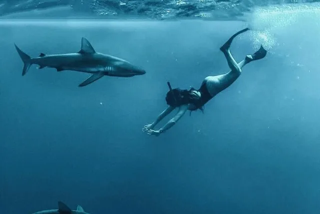 Haleiwa Shark Dive Experience - Image 4