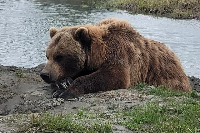 Anchorage Alaska Wildlife Conservation Center Tour - Image 2