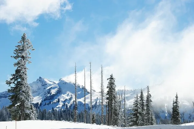 Seattle Hiking Tour in Mount Rainier - Image 3