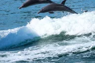 Clearwater Dolphin Cruise and Island Adventure thumbnail 1