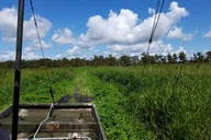 Louisiana Airboat Swamp Tour thumbnail 2
