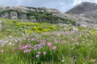 Crested Butte Adventure Tour via Cottonwood Pass thumbnail 4