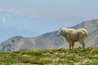 Breckenridge Hoosier Pass Private Adventure Tour thumbnail 4