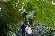Kailua-Kona Birding Tour in Cloud Forest 2 hr thumbnail 5