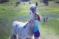 Rocky Mountains Llama Hike thumbnail 4