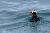 Seward Orca Quest Cruise 4 hr thumbnail 5