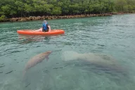 Miami Nature & Island SUP/Kayak Exploration thumbnail 5