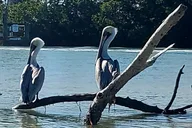 Fort Myers Beach Kayak and SUP Rentals thumbnail 4