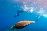 Wailea Beach Sea Scooter Snorkeling Tour thumbnail 2