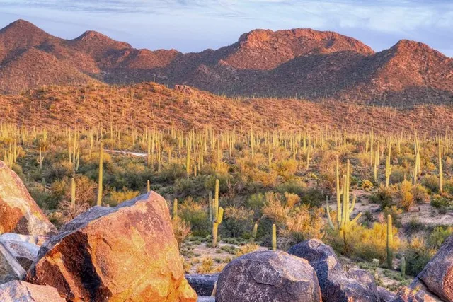 Tucson E-Bike Tour in Saguaro National Park - Image 2