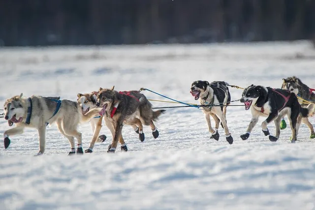 Fairbanks Dog Sled and ATV Adventure - Image 2