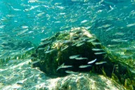 Hilo Sea Turtle Snorkel Adventure thumbnail 2