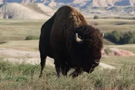Rapid City Wildlife and Sunset Tour thumbnail 2