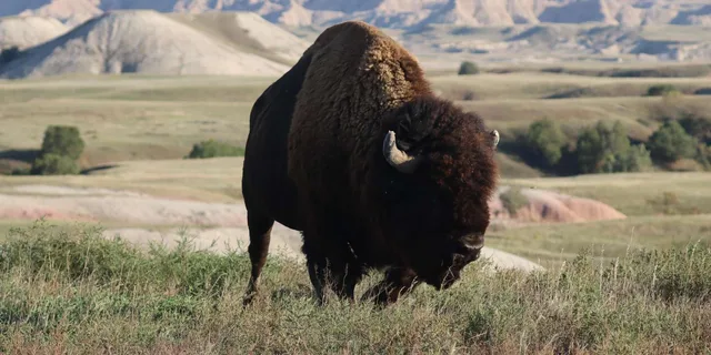 Rapid City Wildlife and Sunset Tour - Image 2