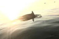 Virginia Beach Dolphin Kayak Tour at Sunset thumbnail 2