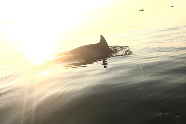 Virginia Beach Dolphin Kayak Tour at Sunset - Image 2