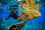 Maui Snorkel Charter to Coral Gardens or Molokini 3 hr thumbnail 3