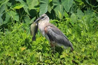 Wekiva Wildlife Kayaking Tour thumbnail 3