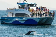 San Pedro Whale and Dolphin Watching Cruise thumbnail 1