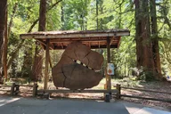 San Francisco Train Ride Adventure through Redwoods thumbnail 4