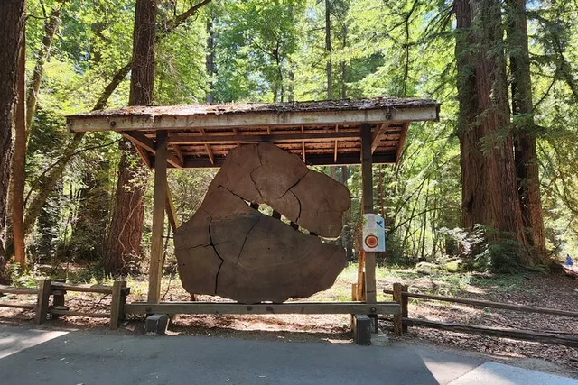 San Francisco Train Ride Adventure through Redwoods - Image 4