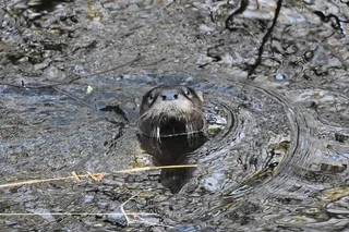 Loxahatchee River Guided Kayak Tour