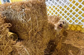 New York City Dog Hide & Seek in Barn 60 min