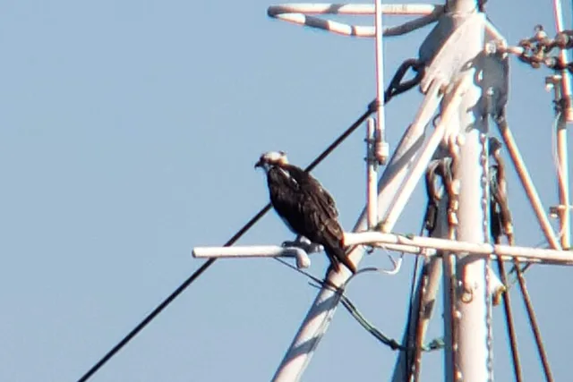 Monterey Bay Bird Watching Tour - Image 4