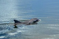 Homosassa Airboat Tour thumbnail 3