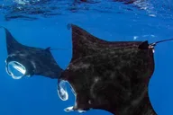 Kailua-Kona Manta Ray Snorkel Tour thumbnail 2