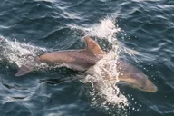 Pensacola Beach Dolphin Sightseeing Tour thumbnail 2