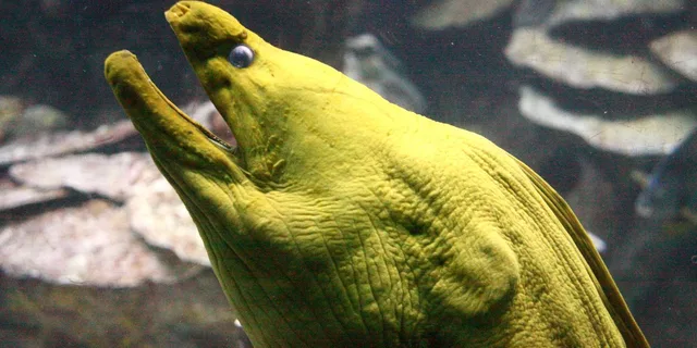Boston CityPASS: 4 Attractions - Image 3