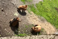 Sitka Private Tour thumbnail 3