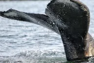 Sitka Whale Watching and Wildlife Tour thumbnail 2