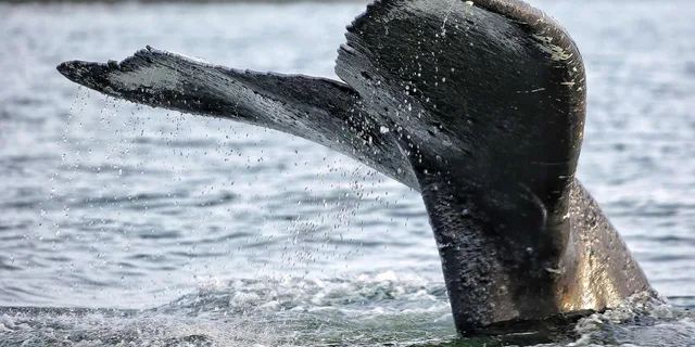 Sitka Whale Watching and Wildlife Tour - Image 2