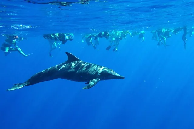 Oahu Swim with Dolphins Catamaran Tour - Image 1
