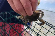 Ocean City Crabbing Experience thumbnail 3