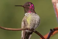 San Francisco Wildlife Walking Tour 90 min thumbnail 6