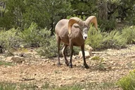 Grand Canyon Car Tour thumbnail 6