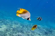 Maui Molokini Snorkel Experience 3.5 Hours thumbnail 4