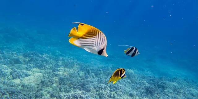 Maui Molokini Snorkel Experience 3.5 Hours - Image 4