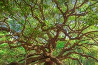 Charleston Wine Tasting and Tea Garden Tour thumbnail 1