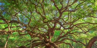 Charleston Wine Tasting and Tea Garden Tour
