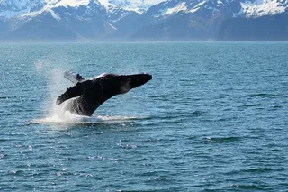 Seward Wildlife Tour in Resurrection Bay 4 hr