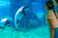 Orlando SeaWorld Park Admission Ticket thumbnail 4